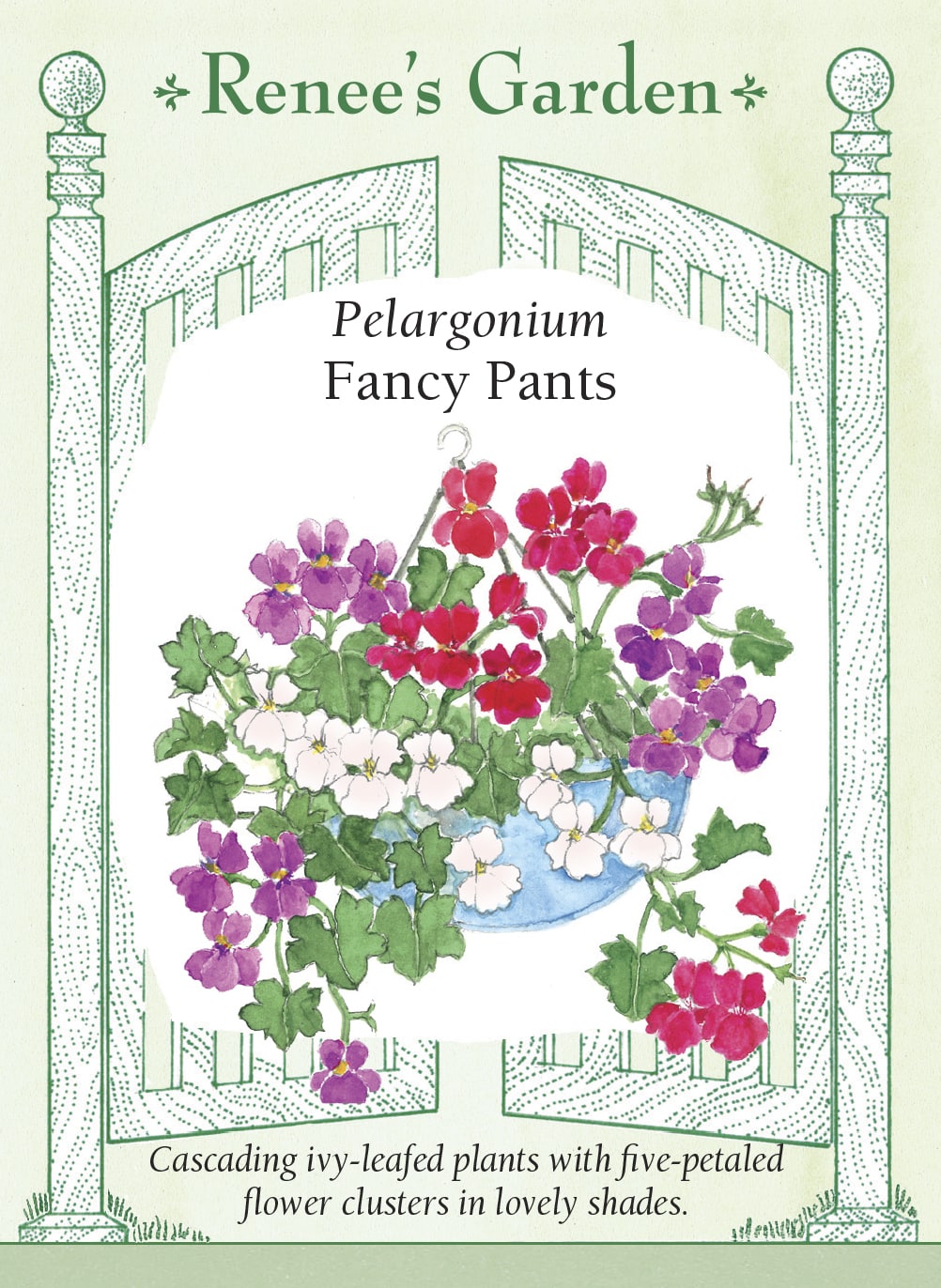 Visuel officiel de Renee's Garden associé aux semences de Pélargoniums lierres en mélange Fancy Pants, référence RN5548. Les tiges retombantes portent des feuilles rappelant celles du lierre et des groupes de fleurs simples rose cerise, lavande ou crème. La plante atteint environ 30 à 45 cm (12 à 18 po). Son port convient aux paniers suspendus et aux jardinières.