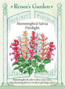 Visuel officiel de Renee's Garden associé aux semences de Sauges éclatantes en mélange Firelight, référence RN5549. Ce mélange réunit des épis denses crème, corail et rouge rosé. Les plantes atteignent environ 30 à 45 cm (12 à 18 po). Les fleurs fournissent du nectar aux colibris et attirent les bourdons, tout en apportant une structure verticale aux bordures.