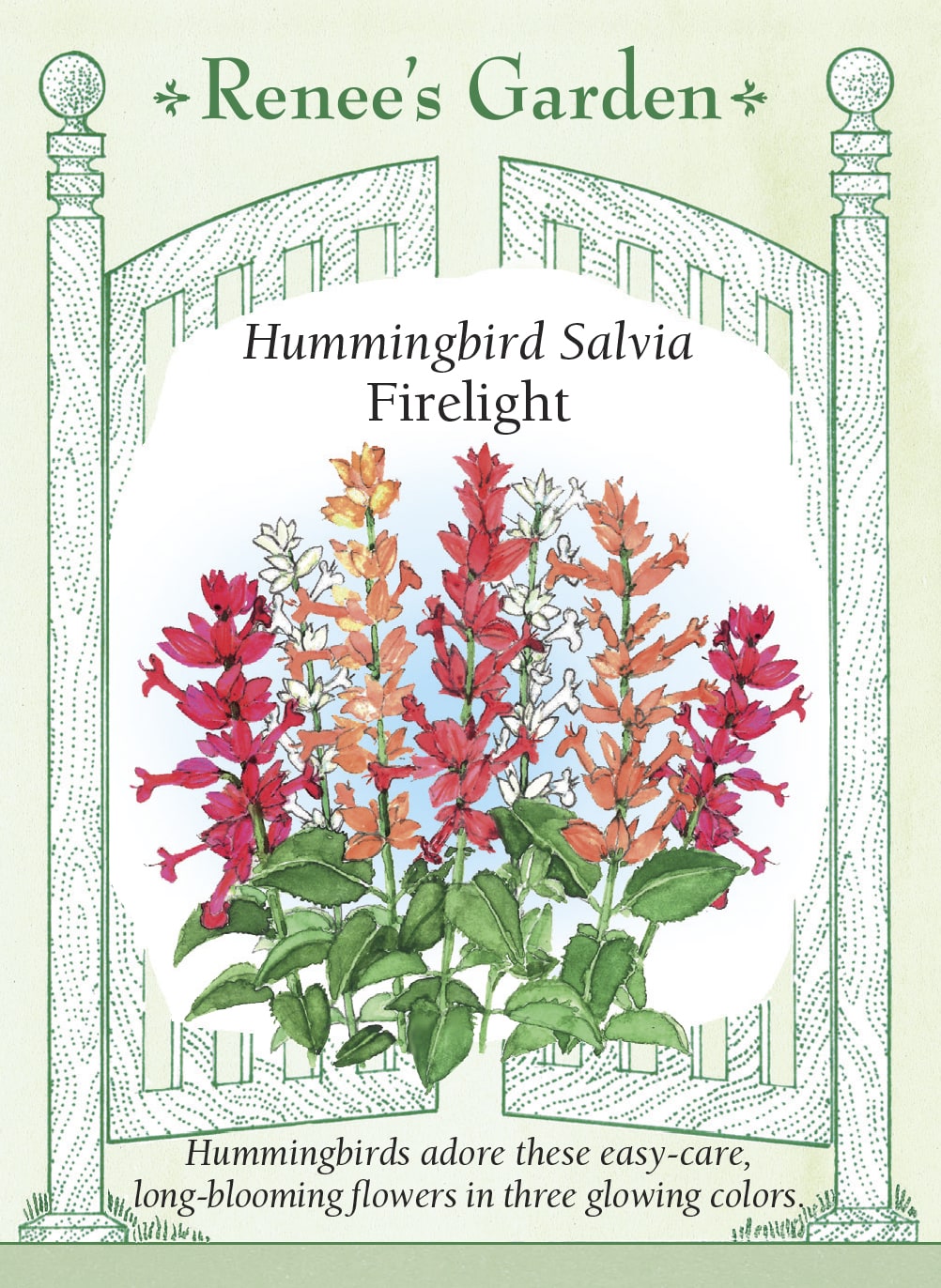 Visuel officiel de Renee's Garden associé aux semences de Sauges éclatantes en mélange Firelight, référence RN5549. Ce mélange réunit des épis denses crème, corail et rouge rosé. Les plantes atteignent environ 30 à 45 cm (12 à 18 po). Les fleurs fournissent du nectar aux colibris et attirent les bourdons, tout en apportant une structure verticale aux bordures.