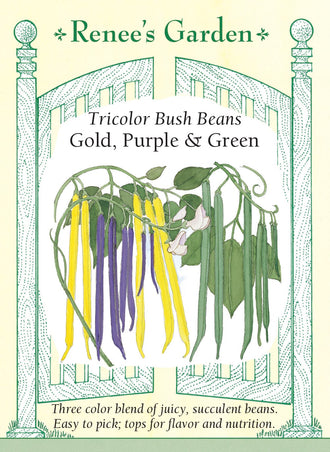 Visuel officiel de Renee's Garden pour les semences « Haricots nains en mélange Tricolor », référence RN5550. Ce mélange réunit à parts égales trois haricots nains : ‘Golden Roc d’Or’, ‘Purple Queen’ et ‘Green Slenderette’. Leurs gousses jaunes, pourpres et vertes composent une récolte colorée, facile à distinguer dans le feuillage. Le semencier décrit des gousses tendres, juteuses et sans fil.