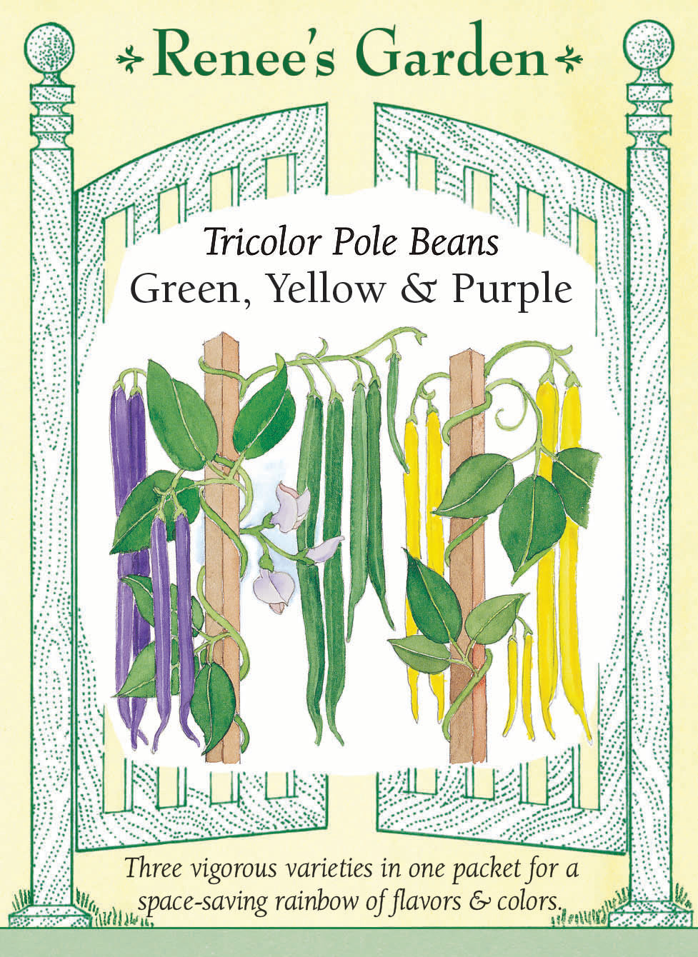 Visuel officiel de Renee's Garden pour les semences « Haricots grimpants en mélange Tricolor », référence RN5560. Ce mélange contient à parts égales ‘Blue Lake’, ‘Yellow Pole Wax’ et ‘Purple Peacock’. Les plants grimpants produisent des gousses vertes, jaunes et pourpres, ce qui permet de varier les récoltes sur une surface occupée surtout en hauteur. Le semencier décrit des gousses longues, tendres et juteuses.