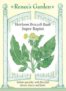 Visuel officiel de Renee's Garden pour les semences « Rapini ‘Sessentina’ », référence RN5582. Cette sélection italienne, commercialisée sous le nom Super Rapini, produit des feuilles vert foncé et des pousses terminées par de petits bouquets de boutons. Le semencier précise qu’il s’agit de la sélection ‘Sessentina’. La croissance est rapide en saison fraîche. Les pousses offrent une saveur affirmée et se prêtent à une cuisson à la poêle, notamment avec de l’ail et de l’huile d’olive.