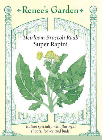 Visuel officiel de Renee's Garden pour les semences « Rapini ‘Sessentina’ », référence RN5582. Cette sélection italienne, commercialisée sous le nom Super Rapini, produit des feuilles vert foncé et des pousses terminées par de petits bouquets de boutons. Le semencier précise qu’il s’agit de la sélection ‘Sessentina’. La croissance est rapide en saison fraîche. Les pousses offrent une saveur affirmée et se prêtent à une cuisson à la poêle, notamment avec de l’ail et de l’huile d’olive.
