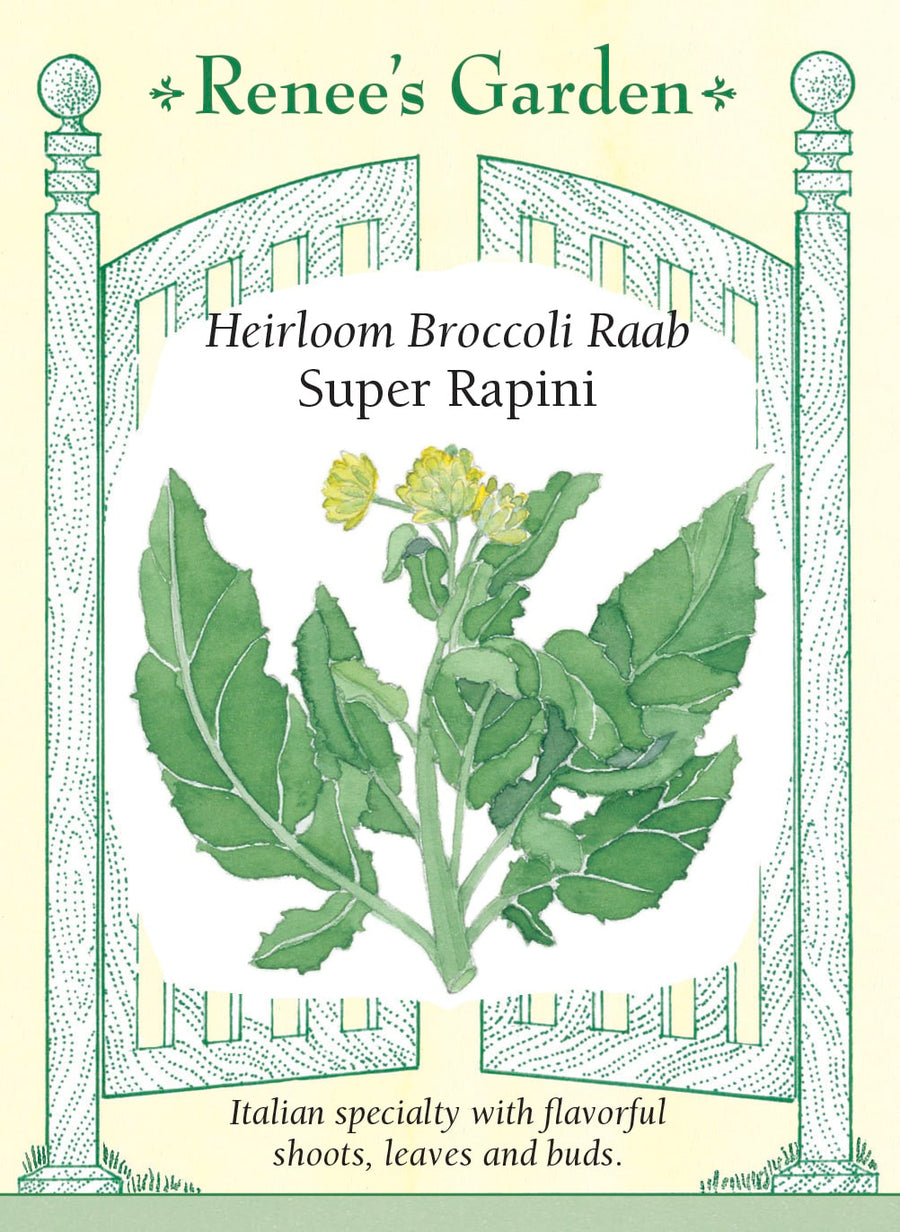 Visuel officiel de Renee's Garden pour les semences « Rapini ‘Sessentina’ », référence RN5582. Cette sélection italienne, commercialisée sous le nom Super Rapini, produit des feuilles vert foncé et des pousses terminées par de petits bouquets de boutons. Le semencier précise qu’il s’agit de la sélection ‘Sessentina’. La croissance est rapide en saison fraîche. Les pousses offrent une saveur affirmée et se prêtent à une cuisson à la poêle, notamment avec de l’ail et de l’huile d’olive.