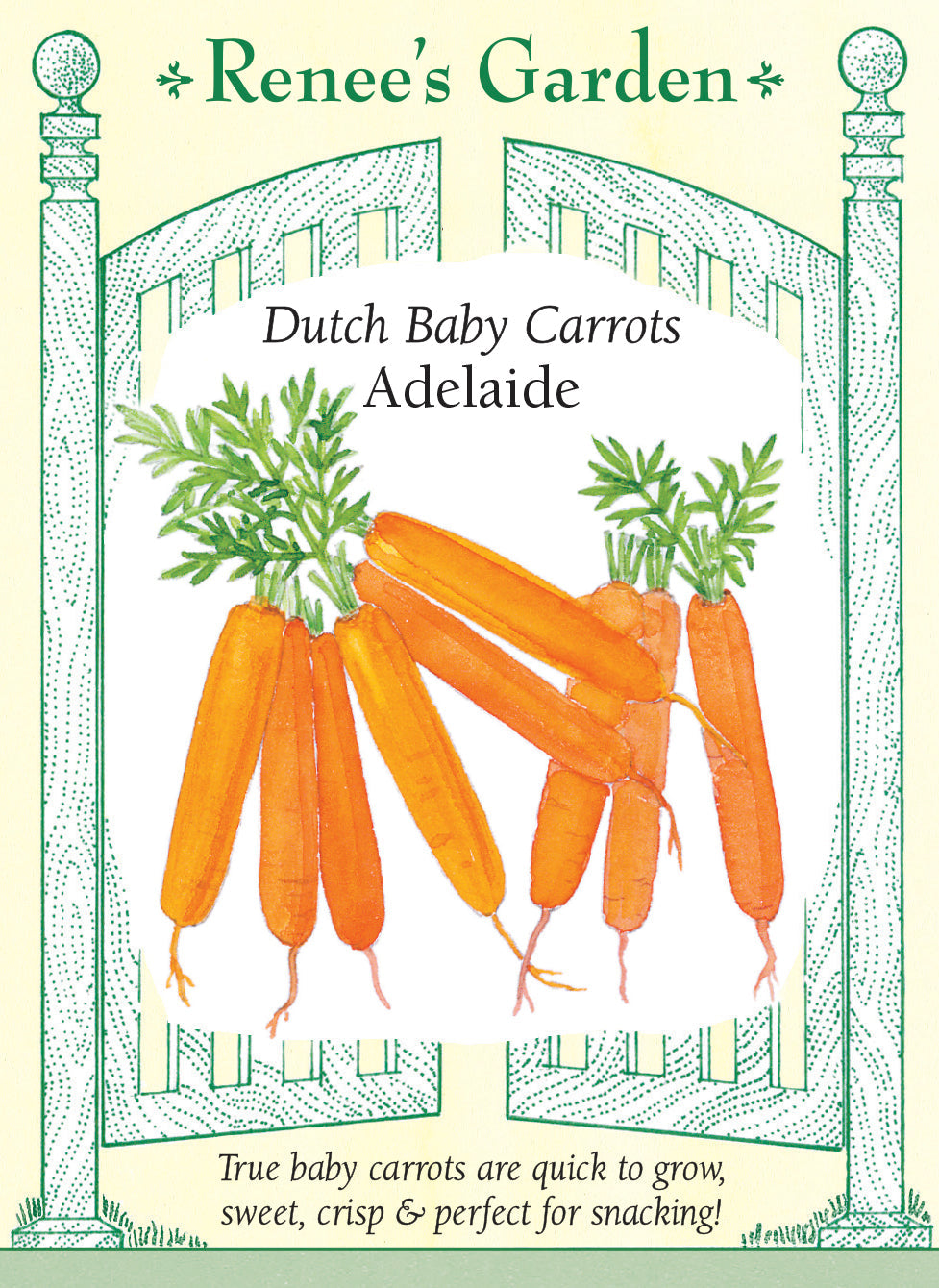 Visuel officiel de Renee's Garden pour les semences « Carotte ‘Adelaide’ », référence RN5592. Cette carotte miniature néerlandaise forme des racines cylindriques, orange vif et à extrémité arrondie. Le calibre recherché se situe autour de 8 à 10 cm (3 à 4 po) de longueur. Le semencier précise que les racines conservent leur petit format à maturité. Leur chair fine et croquante se prête aux crudités et aux cuissons courtes.
