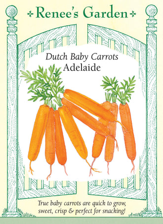 Visuel officiel de Renee's Garden pour les semences « Carotte ‘Adelaide’ », référence RN5592. Cette carotte miniature néerlandaise forme des racines cylindriques, orange vif et à extrémité arrondie. Le calibre recherché se situe autour de 8 à 10 cm (3 à 4 po) de longueur. Le semencier précise que les racines conservent leur petit format à maturité. Leur chair fine et croquante se prête aux crudités et aux cuissons courtes.