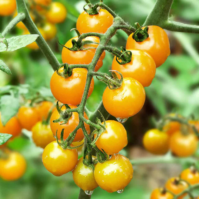 Semences Hortinova de Tomate cerise 'Yellow Bamby' F1, produit destiné au potager et présenté pour identifier clairement le cultivar avant le semis. Vue 1 de l'emballage ou du produit, à utiliser comme repère visuel avec les conseils de culture, l'exposition, l'arrosage et la récolte indiqués dans la fiche française de Pépinière.ca.