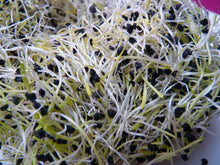 Semences Ciboulette à l’ail à germer (Allium tuberosum)