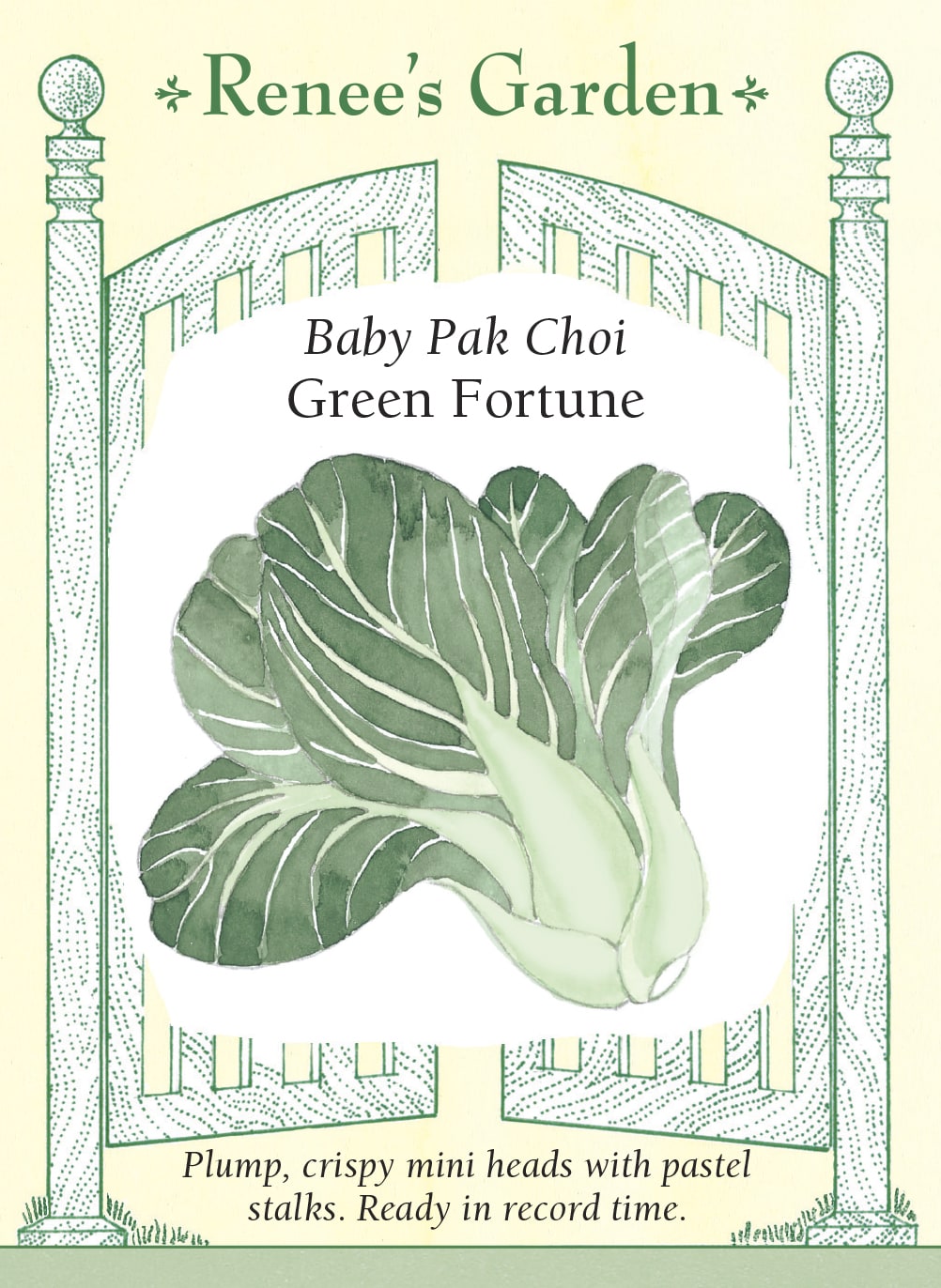 Visuel officiel de Renee's Garden pour les semences « Pak-choï ‘Green Fortune’ », référence RN5607. Ce petit pak-choï forme des pommes compactes en forme de vase, hautes d’environ 15 à 20 cm (6 à 8 po). Les côtes pâles et croquantes contrastent avec les feuilles vert foncé. Le semencier décrit une croissance rapide et une saveur douce. Les petites pommes conviennent aux sautés et aux préparations braisées.