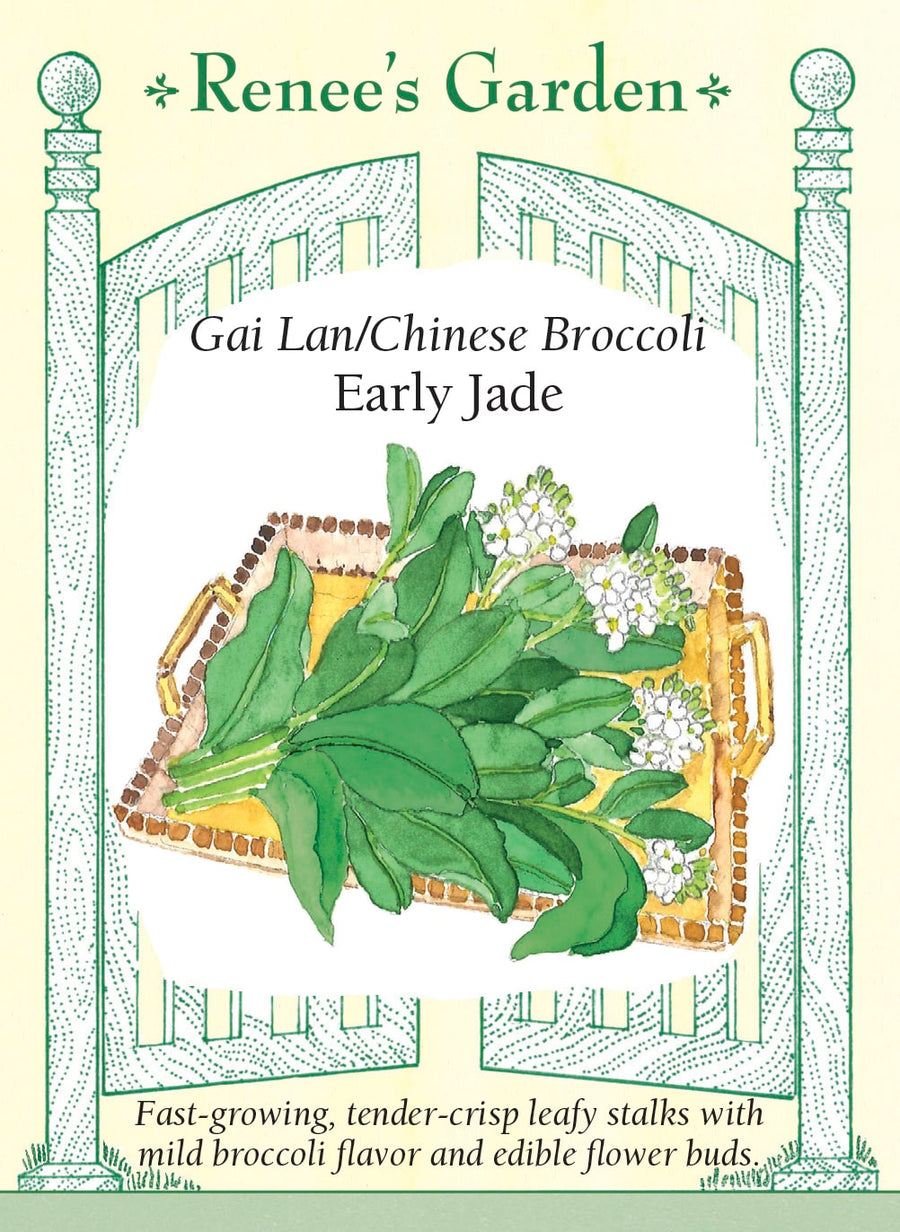 Visuel officiel de Renee's Garden pour les semences « Brocoli chinois ‘Early Jade’ », référence RN5682. Ce brocoli chinois, aussi appelé gai lan, se récolte pour ses tiges épaisses, ses feuilles et ses boutons floraux. Le semencier annonce un début de récolte après environ six à sept semaines. Les tiges sont juteuses et leur saveur rappelle le brocoli, en plus doux. Une repousse est possible après la coupe. Cette verdure convient particulièrement aux sautés et aux cuissons rapides.