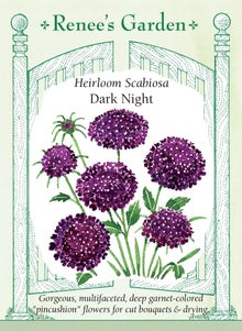 Visuel officiel de Renee's Garden associé aux semences de Scabieuse ‘Dark Night’, référence RN5686. Les fleurs sombres présentent un centre frangé et de nombreux pétales serrés. Les boutons évoquent de petites broches avant leur ouverture. Les fleurs attirent les pollinisateurs au jardin, apportent une couleur profonde aux bouquets et peuvent aussi être séchées.