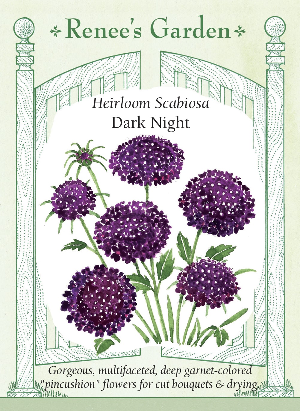 Visuel officiel de Renee's Garden associé aux semences de Scabieuse ‘Dark Night’, référence RN5686. Les fleurs sombres présentent un centre frangé et de nombreux pétales serrés. Les boutons évoquent de petites broches avant leur ouverture. Les fleurs attirent les pollinisateurs au jardin, apportent une couleur profonde aux bouquets et peuvent aussi être séchées.