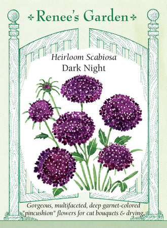 Visuel officiel de Renee's Garden associé aux semences de Scabieuse ‘Dark Night’, référence RN5686. Les fleurs sombres présentent un centre frangé et de nombreux pétales serrés. Les boutons évoquent de petites broches avant leur ouverture. Les fleurs attirent les pollinisateurs au jardin, apportent une couleur profonde aux bouquets et peuvent aussi être séchées.