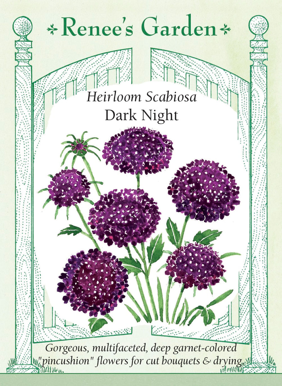 Visuel officiel de Renee's Garden associé aux semences de Scabieuse ‘Dark Night’, référence RN5686. Les fleurs sombres présentent un centre frangé et de nombreux pétales serrés. Les boutons évoquent de petites broches avant leur ouverture. Les fleurs attirent les pollinisateurs au jardin, apportent une couleur profonde aux bouquets et peuvent aussi être séchées.