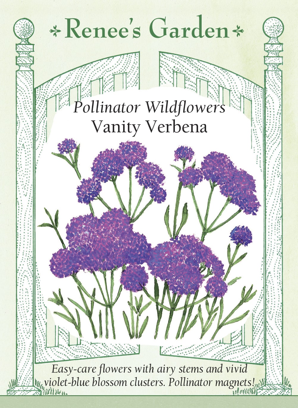 Visuel officiel de Renee's Garden associé aux semences de Verveine de Buenos Aires ‘Vanity’, référence RN5689. Les bouquets de fleurs pourpre bleu sont portés par de fines tiges ramifiées. Cette sélection compacte atteint environ 60 à 75 cm (2 à 2½ pi). Les fleurs attirent les pollinisateurs et conviennent aux bordures, aux contenants et aux bouquets.