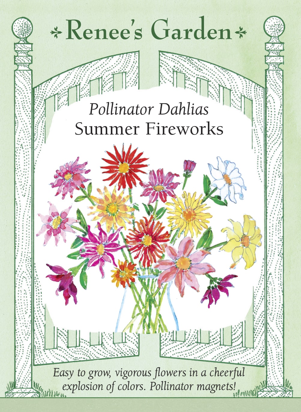 Visuel officiel de Renee's Garden associé aux semences de Dahlias en mélange Summer Fireworks, référence RN5692. Les plants ramifiés atteignent environ 1,1 à 1,5 m (3,5 à 5 pi) et portent des fleurs de 10 à 13 cm (4 à 5 po). Les pétales étroits et courbés se déclinent en plusieurs couleurs. Le semencier propose ce mélange pour de grandes plates-bandes et des bouquets estivaux.
