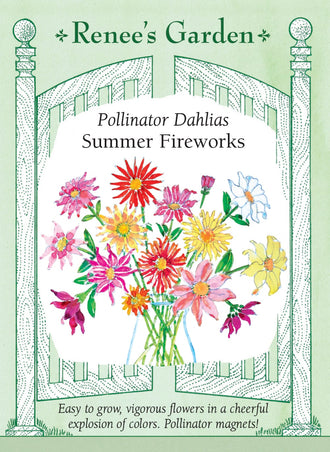 Visuel officiel de Renee's Garden associé aux semences de Dahlias en mélange Summer Fireworks, référence RN5692. Les plants ramifiés atteignent environ 1,1 à 1,5 m (3,5 à 5 pi) et portent des fleurs de 10 à 13 cm (4 à 5 po). Les pétales étroits et courbés se déclinent en plusieurs couleurs. Le semencier propose ce mélange pour de grandes plates-bandes et des bouquets estivaux.