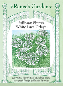 Visuel officiel de Renee's Garden associé aux semences d’orlaya à grandes fleurs, référence RN5697. Les ombelles blanches évoquent de la dentelle au-dessus d’un feuillage finement découpé. La plante possède un port compact et peut être cultivée en massif ou en contenant. Les fleurs attirent les insectes pollinisateurs et ajoutent de la légèreté aux bouquets.