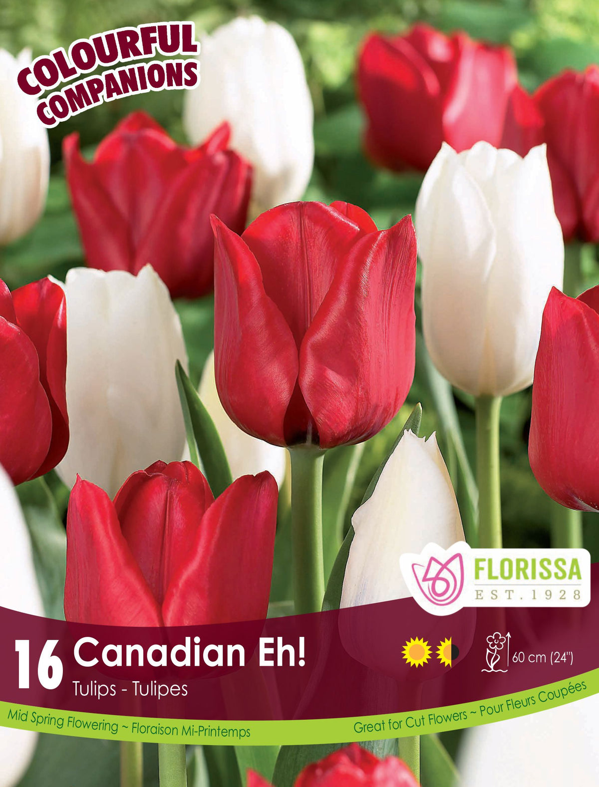 Harmonie Florale ‘Canadian Eh!’ ( Tulipa spp.) : des tulipes rouges et blanches en mélange. Le visuel Florissa présente la plante et son nom dans la partie inférieure de l’étiquette. La photographie occupe presque toute la surface, tandis que le bandeau du bas rassemble les indications du produit. Cette vue permet de reconnaître son apparence et de distinguer la variété présentée.