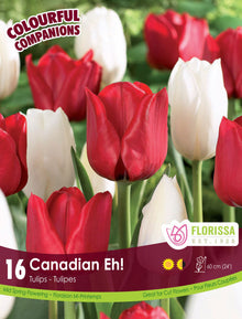 Harmonie Florale ‘Canadian Eh!’ ( Tulipa spp.) : des tulipes rouges et blanches en mélange. Le visuel Florissa présente la plante et son nom dans la partie inférieure de l’étiquette. La photographie occupe presque toute la surface, tandis que le bandeau du bas rassemble les indications du produit. Cette vue permet de reconnaître son apparence et de distinguer la variété présentée.