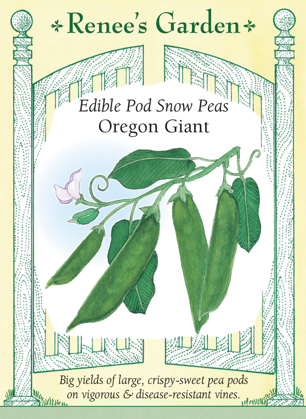 Visuel officiel de Renee's Garden pour les semences « Pois mange-tout ‘Oregon Giant’ », référence RN5700. Cette variété produit de grandes gousses plates d’environ 13 cm (5 po), sur des tiges courtes et robustes. Le semencier décrit une saveur douce et une texture très croquante. Les gousses se récoltent avant que les grains ne prennent trop de volume. Elles conviennent aux crudités et aux sautés rapides.