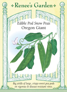 Visuel officiel de Renee's Garden pour les semences « Pois mange-tout ‘Oregon Giant’ », référence RN5700. Cette variété produit de grandes gousses plates d’environ 13 cm (5 po), sur des tiges courtes et robustes. Le semencier décrit une saveur douce et une texture très croquante. Les gousses se récoltent avant que les grains ne prennent trop de volume. Elles conviennent aux crudités et aux sautés rapides.
