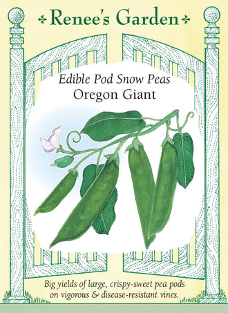 Visuel officiel de Renee's Garden pour les semences « Pois mange-tout ‘Oregon Giant’ », référence RN5700. Cette variété produit de grandes gousses plates d’environ 13 cm (5 po), sur des tiges courtes et robustes. Le semencier décrit une saveur douce et une texture très croquante. Les gousses se récoltent avant que les grains ne prennent trop de volume. Elles conviennent aux crudités et aux sautés rapides.