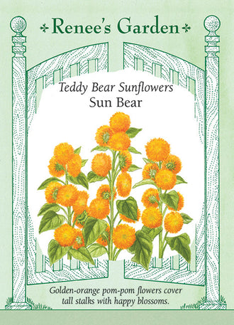 Visuel officiel de Renee's Garden associé aux semences de Tournesol ‘Sun Bear’, référence RN5703. Les fleurs très doubles, jaune orangé, atteignent environ 13 cm (5 po). Les plantes mesurent environ 1,5 à 2,1 m (5 à 7 pi) et portent plusieurs fleurs. Leur forme dense apporte du volume aux massifs et aux bouquets.