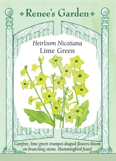 Visuel officiel de Renee's Garden associé aux semences de Tabac d’ornement ‘Lime Green’, référence RN5704. Les fleurs en trompette de couleur chartreuse apparaissent au-dessus d’une rosette de grandes feuilles. Les tiges souples donnent une silhouette légère à la plante. Cette teinte verte lumineuse accompagne bien d’autres fleurs de jardin et les colibris visitent les corolles.