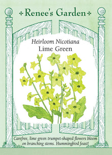 Visuel officiel de Renee's Garden associé aux semences de Tabac d’ornement ‘Lime Green’, référence RN5704. Les fleurs en trompette de couleur chartreuse apparaissent au-dessus d’une rosette de grandes feuilles. Les tiges souples donnent une silhouette légère à la plante. Cette teinte verte lumineuse accompagne bien d’autres fleurs de jardin et les colibris visitent les corolles.