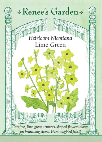 Visuel officiel de Renee's Garden associé aux semences de Tabac d’ornement ‘Lime Green’, référence RN5704. Les fleurs en trompette de couleur chartreuse apparaissent au-dessus d’une rosette de grandes feuilles. Les tiges souples donnent une silhouette légère à la plante. Cette teinte verte lumineuse accompagne bien d’autres fleurs de jardin et les colibris visitent les corolles.