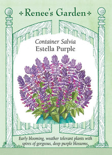Visuel officiel de Renee's Garden associé aux semences de Sauge éclatante ‘Estrella’s Purple’, référence RN5705. Les épis dressés portent des fleurs pourpre profond au-dessus de feuilles vertes dentées. La plante présente un port arrondi. Les fleurs sont visitées par les bourdons et les colibris, et leur couleur soutenue apporte du contraste aux massifs et aux contenants.