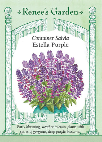 Visuel officiel de Renee's Garden associé aux semences de Sauge éclatante ‘Estrella’s Purple’, référence RN5705. Les épis dressés portent des fleurs pourpre profond au-dessus de feuilles vertes dentées. La plante présente un port arrondi. Les fleurs sont visitées par les bourdons et les colibris, et leur couleur soutenue apporte du contraste aux massifs et aux contenants.