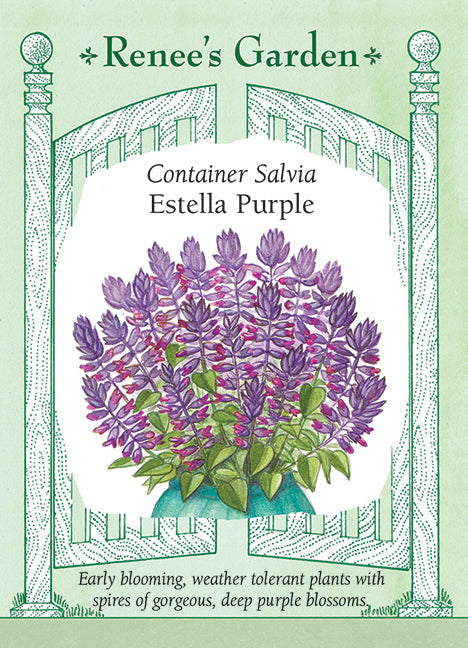 Visuel officiel de Renee's Garden associé aux semences de Sauge éclatante ‘Estrella’s Purple’, référence RN5705. Les épis dressés portent des fleurs pourpre profond au-dessus de feuilles vertes dentées. La plante présente un port arrondi. Les fleurs sont visitées par les bourdons et les colibris, et leur couleur soutenue apporte du contraste aux massifs et aux contenants.