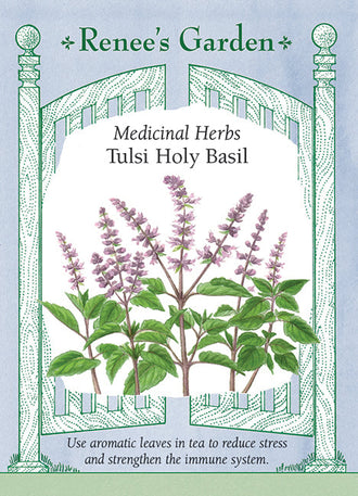 Visuel officiel de Renee's Garden pour les semences « Basilic sacré », référence RN5707. Ce basilic, également appelé tulsi, appartient à Ocimum tenuiflorum. Il porte des feuilles vert tendre et des épis de fleurs mauve pâle. Le semencier décrit un feuillage fortement aromatique, pouvant être utilisé frais ou séché. Cette image accompagne la fiche de cette sélection et permet de repérer le produit correspondant dans le catalogue de semences.
