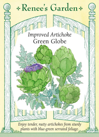 Visuel officiel de Renee's Garden pour les semences « Artichaut ‘Green Globe’ », référence RN5714. Cet artichaut porte des boutons floraux charnus dont les plus petits mesurent environ 8 cm (3 po), tandis que les plus gros atteignent 10 à 15 cm (4 à 6 po). Son feuillage découpé bleu-vert donne de la présence aux plates-bandes. Les boutons se récoltent encore fermés, lorsqu’ils sont fermes et lourds pour leur taille. Après cuisson, leur texture tendre accompagne une saveur douce rappelant la noisette.