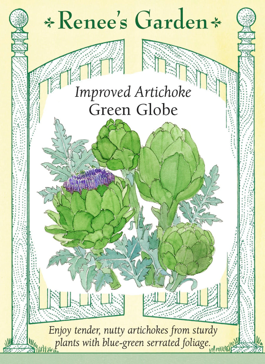 Visuel officiel de Renee's Garden pour les semences « Artichaut ‘Green Globe’ », référence RN5714. Cet artichaut porte des boutons floraux charnus dont les plus petits mesurent environ 8 cm (3 po), tandis que les plus gros atteignent 10 à 15 cm (4 à 6 po). Son feuillage découpé bleu-vert donne de la présence aux plates-bandes. Les boutons se récoltent encore fermés, lorsqu’ils sont fermes et lourds pour leur taille. Après cuisson, leur texture tendre accompagne une saveur douce rappelant la noisette.