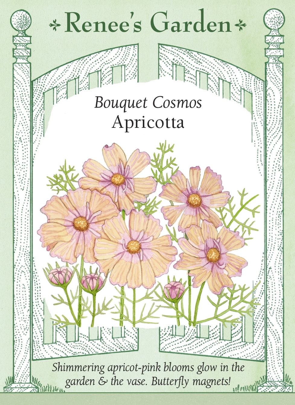 Visuel officiel de Renee's Garden associé aux semences de Cosmos ‘Apricotta’, référence RN5719. ‘Apricotta’ porte des fleurs d’environ 8 cm (3 po), dans un dégradé abricot et pêche autour d’un centre rose lavande. Les plants atteignent environ 90 à 120 cm (3 à 4 pi). Le semencier décrit un feuillage léger et une floraison estivale prolongée jusqu’au froid.