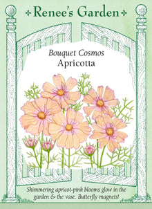 Visuel officiel de Renee's Garden associé aux semences de Cosmos ‘Apricotta’, référence RN5719. ‘Apricotta’ porte des fleurs d’environ 8 cm (3 po), dans un dégradé abricot et pêche autour d’un centre rose lavande. Les plants atteignent environ 90 à 120 cm (3 à 4 pi). Le semencier décrit un feuillage léger et une floraison estivale prolongée jusqu’au froid.
