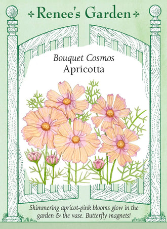 Visuel officiel de Renee's Garden associé aux semences de Cosmos ‘Apricotta’, référence RN5719. ‘Apricotta’ porte des fleurs d’environ 8 cm (3 po), dans un dégradé abricot et pêche autour d’un centre rose lavande. Les plants atteignent environ 90 à 120 cm (3 à 4 pi). Le semencier décrit un feuillage léger et une floraison estivale prolongée jusqu’au froid.