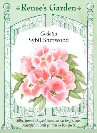 Visuel officiel de Renee's Garden associé aux semences de Godétia ‘Sybil Sherwood’, référence RN5721. Cette sélection de Clarkia amoena porte des fleurs rose saumon aux pétales satinés et légèrement ondulés. Le semencier souligne son aptitude aux températures fraîches du printemps. Les fleurs se prêtent aux bouquets. Le nom godétia reste couramment utilisé, même si la plante est classée dans le genre Clarkia.