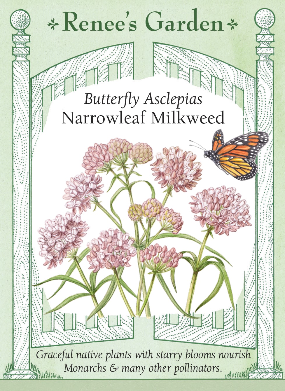 Visuel officiel de Renee's Garden associé aux semences d’asclépiade à feuilles étroites, référence RN5722. Cette asclépiade de l’Ouest nord-américain porte des feuilles étroites et des bouquets de petites fleurs crème à lavande pâle. Le semencier l’identifie comme Asclepias fascicularis. Son origine ne permet pas de la présenter comme indigène du Québec. Les fleurs et le feuillage ont un intérêt dans un jardin adapté à cette espèce.
