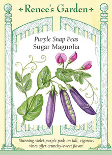Visuel officiel de Renee's Garden pour les semences « Pois croquant ‘Sugar Magnolia’ », référence RN5724. Des fleurs pourpres et roses précèdent les gousses violettes de cette variété. Les gousses mesurent environ 8 à 10 cm (3 à 4 po), sur des tiges de 1,8 à 2,1 m (6 à 7 pi). Le semencier recommande de les cueillir pleines, mais avant que les grains deviennent trop gros.