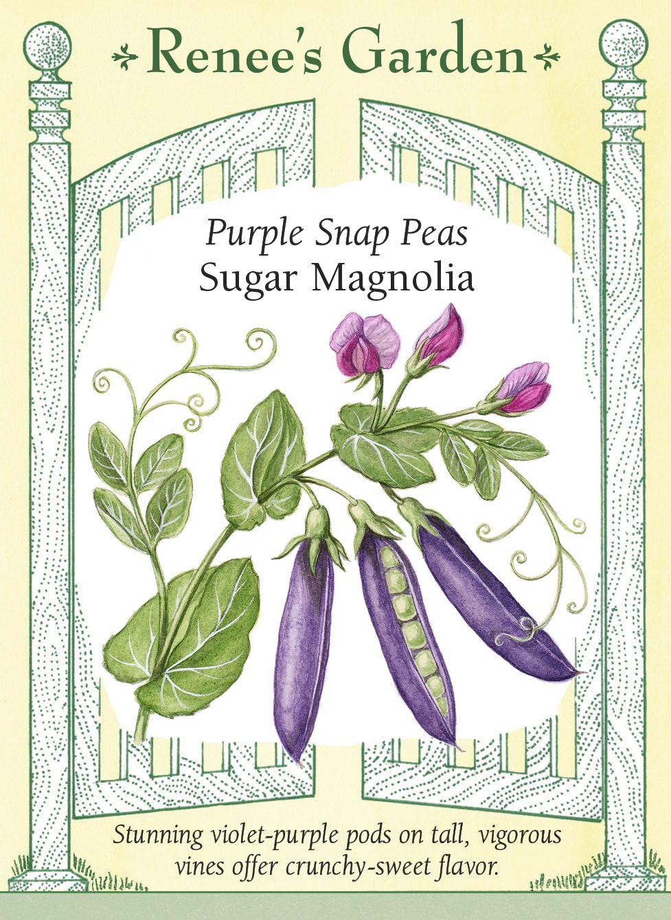 Visuel officiel de Renee's Garden pour les semences « Pois croquant ‘Sugar Magnolia’ », référence RN5724. Des fleurs pourpres et roses précèdent les gousses violettes de cette variété. Les gousses mesurent environ 8 à 10 cm (3 à 4 po), sur des tiges de 1,8 à 2,1 m (6 à 7 pi). Le semencier recommande de les cueillir pleines, mais avant que les grains deviennent trop gros.
