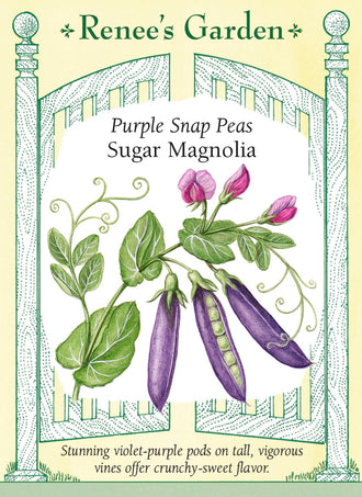 Visuel officiel de Renee's Garden pour les semences « Pois croquant ‘Sugar Magnolia’ », référence RN5724. Des fleurs pourpres et roses précèdent les gousses violettes de cette variété. Les gousses mesurent environ 8 à 10 cm (3 à 4 po), sur des tiges de 1,8 à 2,1 m (6 à 7 pi). Le semencier recommande de les cueillir pleines, mais avant que les grains deviennent trop gros.