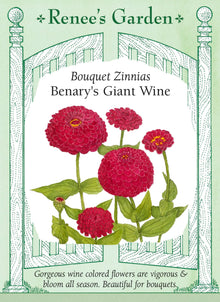 Visuel officiel de Renee's Garden associé aux semences de Zinnia ‘Benary’s Giant Wine’, référence RN5734. Les grandes fleurs doubles s’ouvrent dans une teinte bleu violet soutenue qui s’adoucit en vieillissant. Les nombreux pétales forment des corolles denses. Cette sélection de la série Benary’s Giant est destinée aux massifs et aux fleurs coupées.
