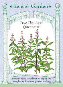 Visuel officiel de Renee's Garden pour les semences « Basilic thaïlandais ‘Queenette’ », référence RN5836. ‘Queenette’ porte de petites feuilles serrées autour de tiges pourpres. Le semencier décrit des notes aromatiques douces et épicées, avec des nuances de clou de girofle et de menthe. Les feuilles conviennent aux sautés, aux marinades et aux préparations d’inspiration sud-est asiatique. Le contraste des tiges présente aussi un intérêt décoratif.