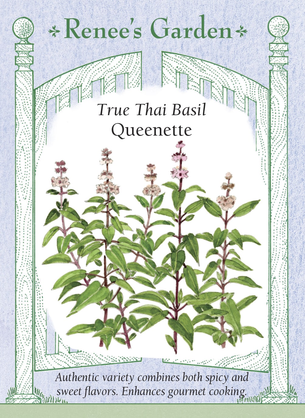 Visuel officiel de Renee's Garden pour les semences « Basilic thaïlandais ‘Queenette’ », référence RN5836. ‘Queenette’ porte de petites feuilles serrées autour de tiges pourpres. Le semencier décrit des notes aromatiques douces et épicées, avec des nuances de clou de girofle et de menthe. Les feuilles conviennent aux sautés, aux marinades et aux préparations d’inspiration sud-est asiatique. Le contraste des tiges présente aussi un intérêt décoratif.