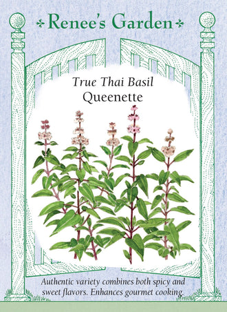 Visuel officiel de Renee's Garden pour les semences « Basilic thaïlandais ‘Queenette’ », référence RN5836. ‘Queenette’ porte de petites feuilles serrées autour de tiges pourpres. Le semencier décrit des notes aromatiques douces et épicées, avec des nuances de clou de girofle et de menthe. Les feuilles conviennent aux sautés, aux marinades et aux préparations d’inspiration sud-est asiatique. Le contraste des tiges présente aussi un intérêt décoratif.