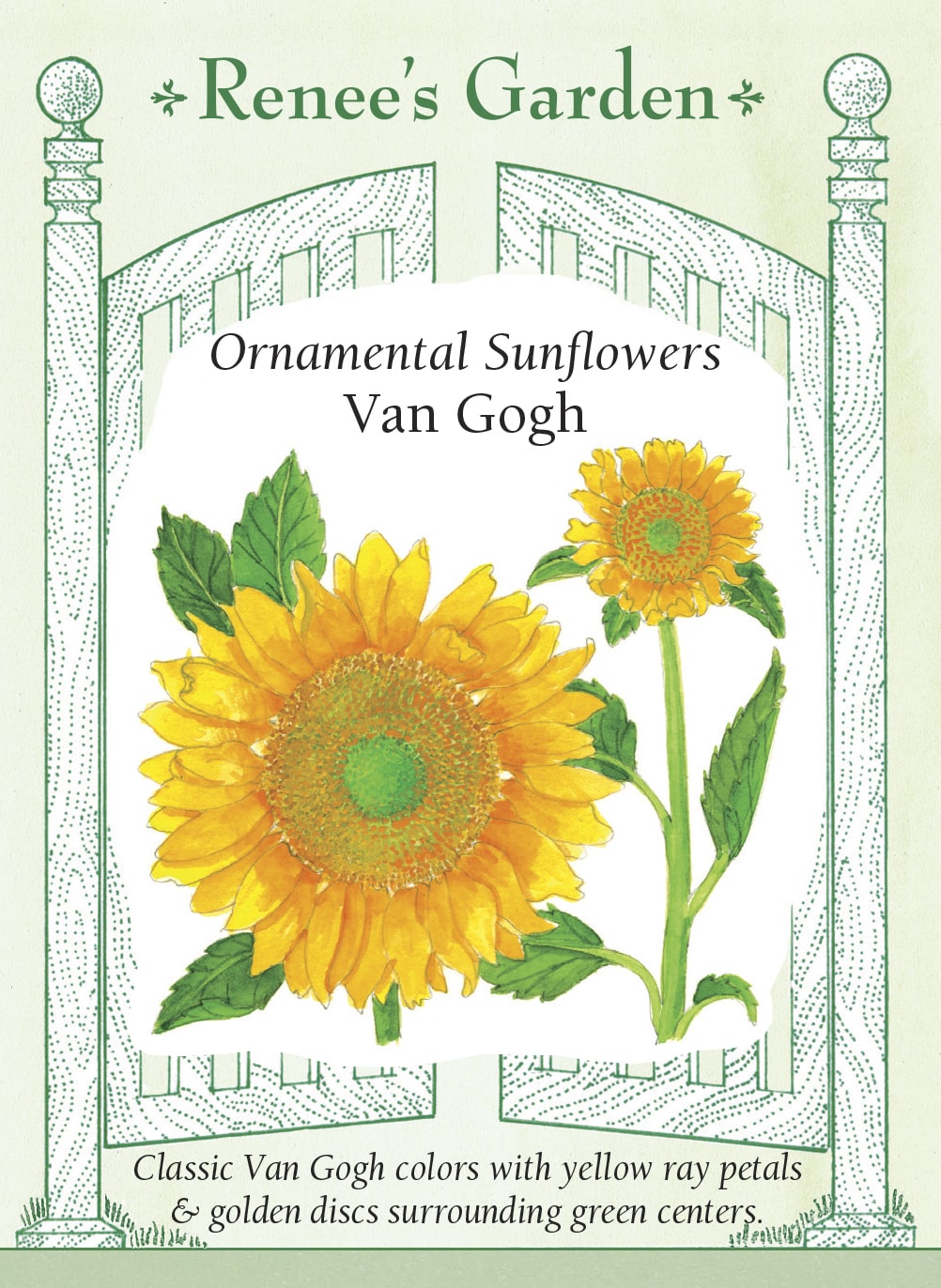 Visuel officiel de Renee's Garden associé aux semences de Tournesol ‘Van Gogh’, référence RN5842. Les pétales jaune vif entourent un disque doré dont le centre vert devient chocolat en mûrissant. Les plantes produisent une tige principale et fleurissent tôt. Les fleurs sans pollen sont adaptées à la coupe. Cette image accompagne la fiche de cette sélection et permet de repérer le produit correspondant dans le catalogue de semences.
